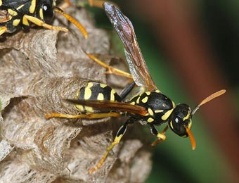 EMPRESA DE FUMIGACION DE AVISPAS DF